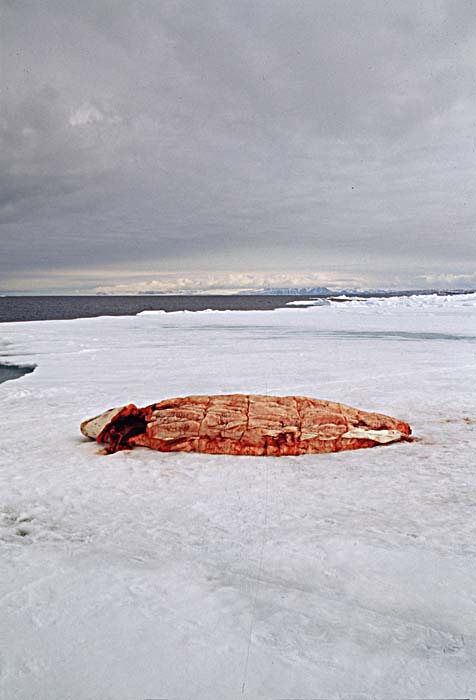 Inuit life in the Arctic.