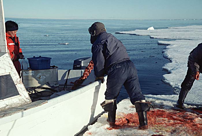 Inuit life in the Arctic.