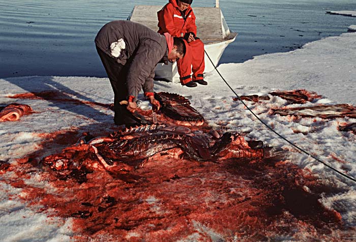 Inuit life in the Arctic.