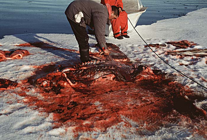 Inuit life in the Arctic.