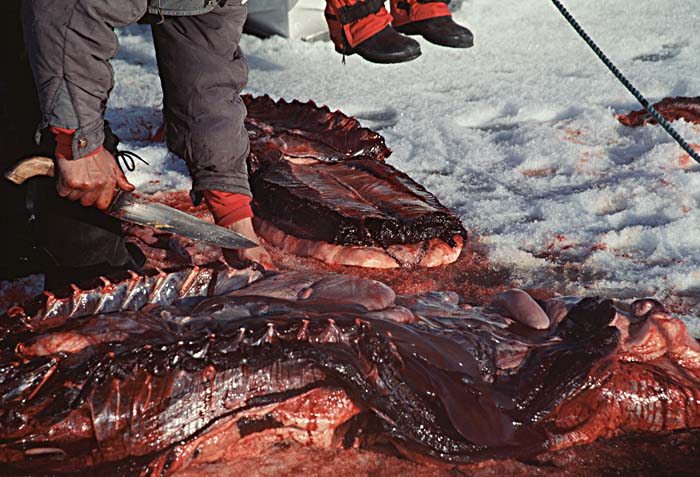 Inuit life in the Arctic.