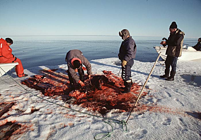 Inuit life in the Arctic.