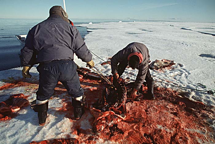 Inuit life in the Arctic.