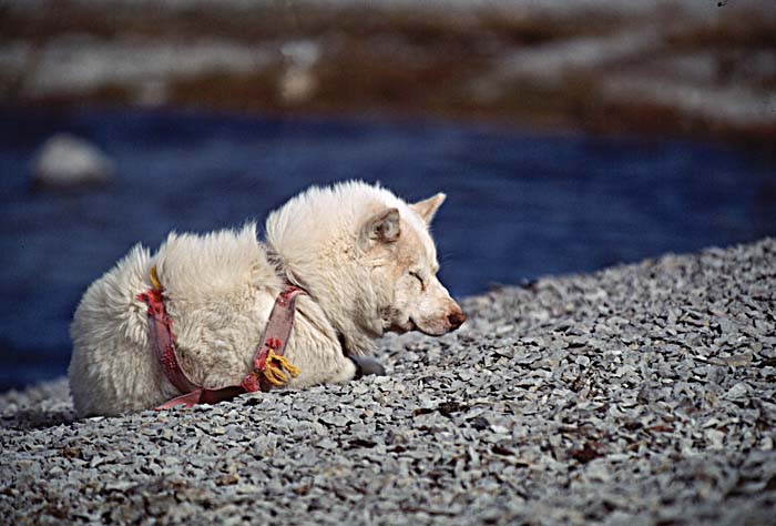 Inuit life in the Arctic.