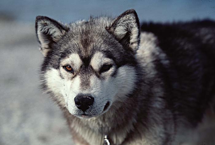 Inuit life in the Arctic.