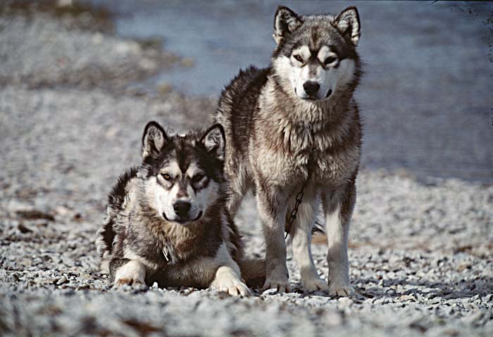 Inuit life in the Arctic.