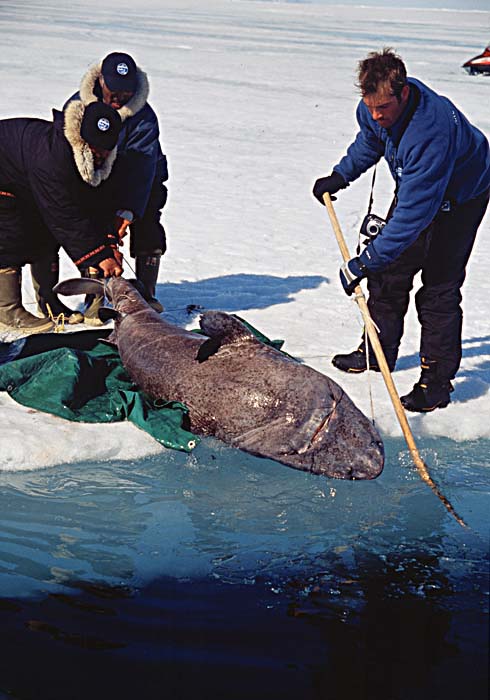 Inuit life in the Arctic.