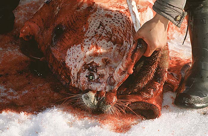 Inuit life in the Arctic.