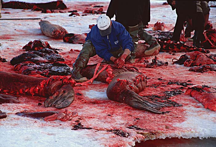 Inuit life in the Arctic.