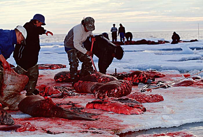 Inuit life in the Arctic.