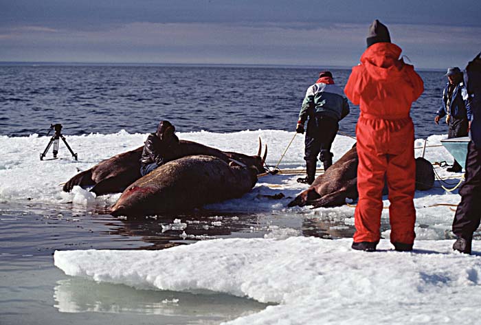 Inuit life in the Arctic.