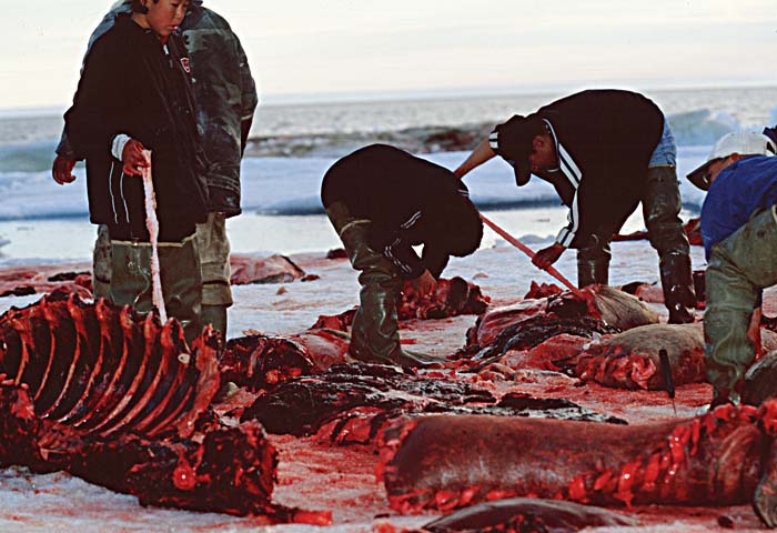 Inuit life in the Arctic.