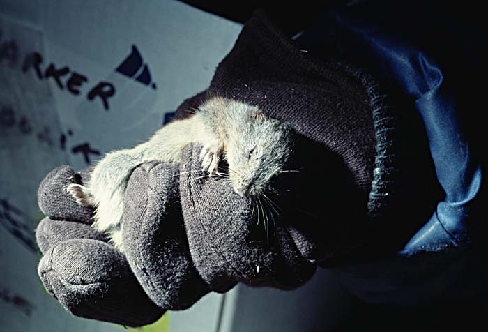 Inuit life in the Arctic.