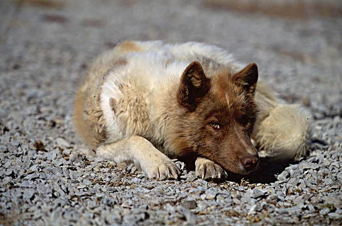 Inuit life in the Arctic.