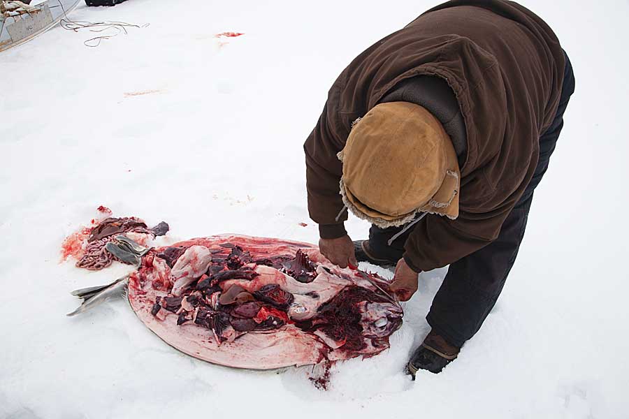 Inuit hunter cutting up Ringed Seal (Phoca hispida)