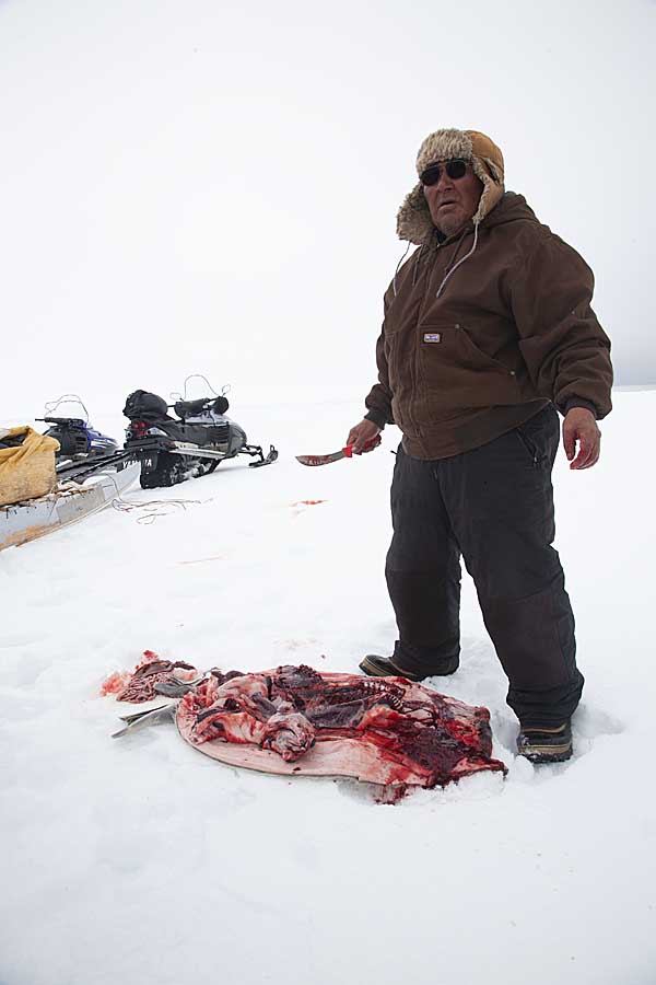 Inuit hunter cutting up Ringed Seal (Phoca hispida)