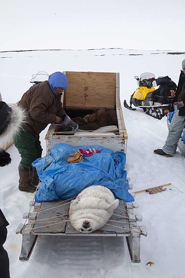 Inuit hunters with Ringed Seal (Phoca hispida)