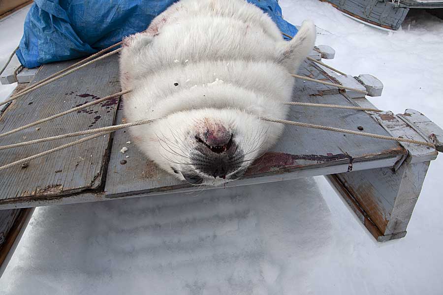 Inuit hunters with Ringed Seal (Phoca hispida)