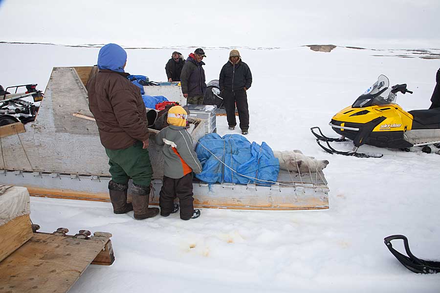 Inuit hunters with Ringed Seal (Phoca hispida)