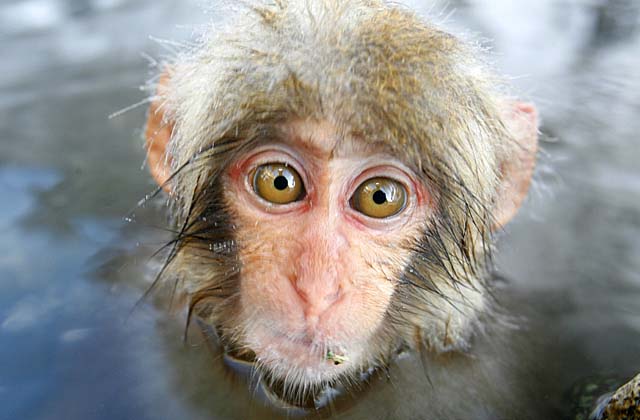 Japanese Snow Monkey (Macaca fuscata)