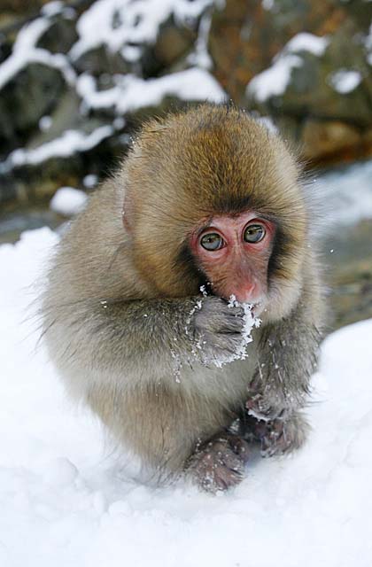 Japanese Snow Monkey (Macaca fuscata)