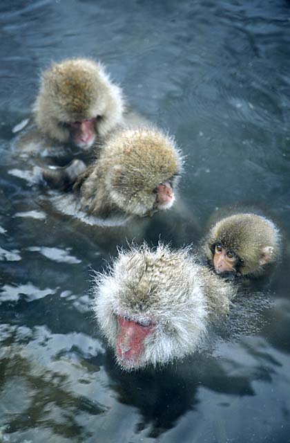 Japanese Snow Monkey (Macaca fuscata)