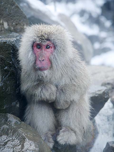 Japanese Snow Monkey (Macaca fuscata)