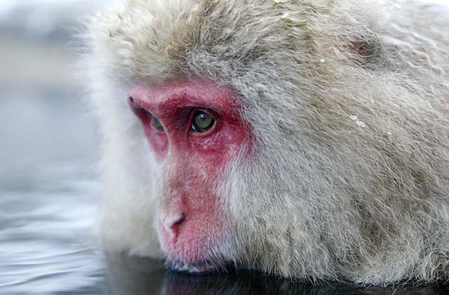 Japanese Snow Monkey (Macaca fuscata)