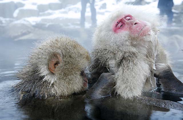 Japanese Snow Monkey (Macaca fuscata)