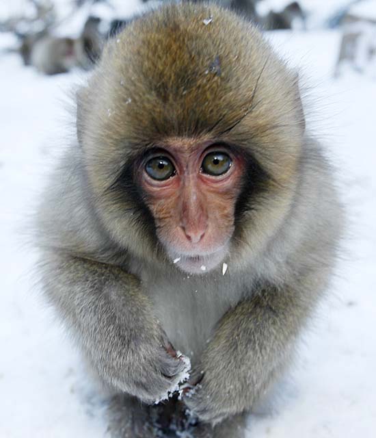 Japanese Snow Monkey (Macaca fuscata)