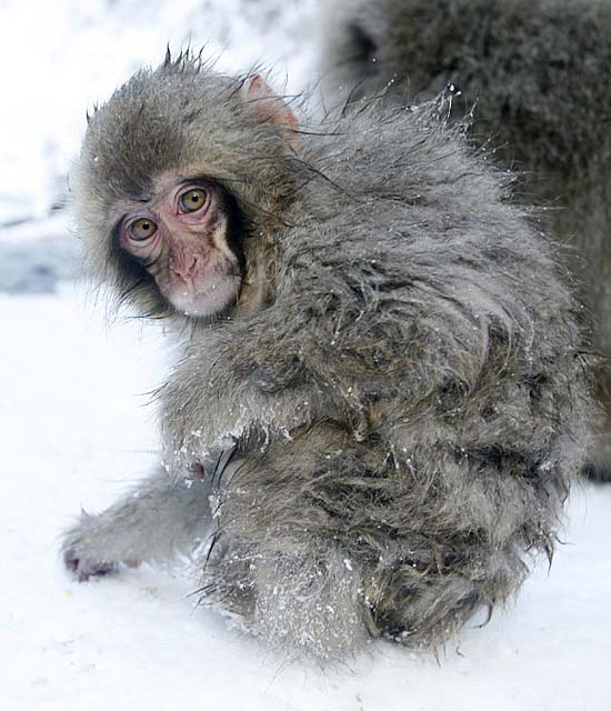 Japanese Snow Monkey (Macaca fuscata)