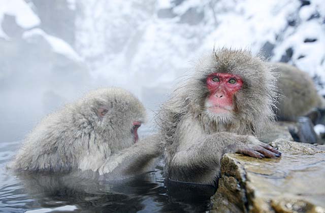 Japanese Snow Monkey (Macaca fuscata)