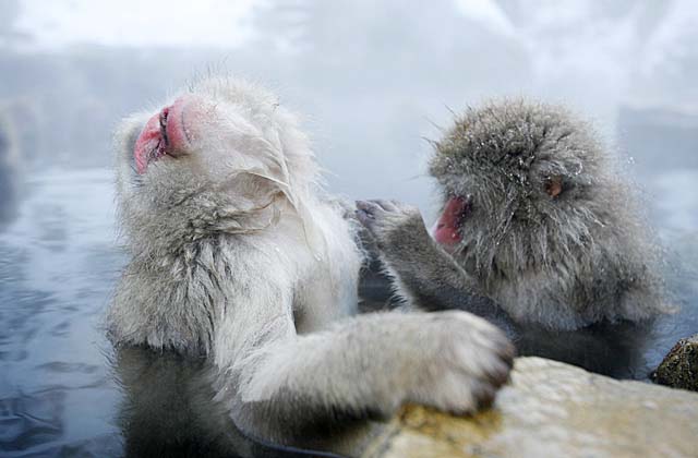 Japanese Snow Monkey (Macaca fuscata)