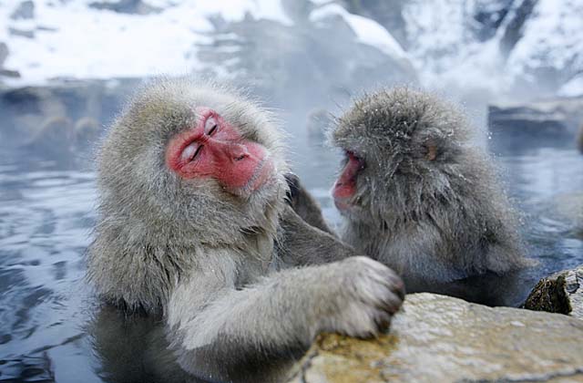 Japanese Snow Monkey (Macaca fuscata)