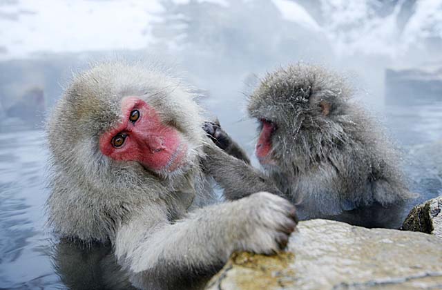 Japanese Snow Monkey (Macaca fuscata)