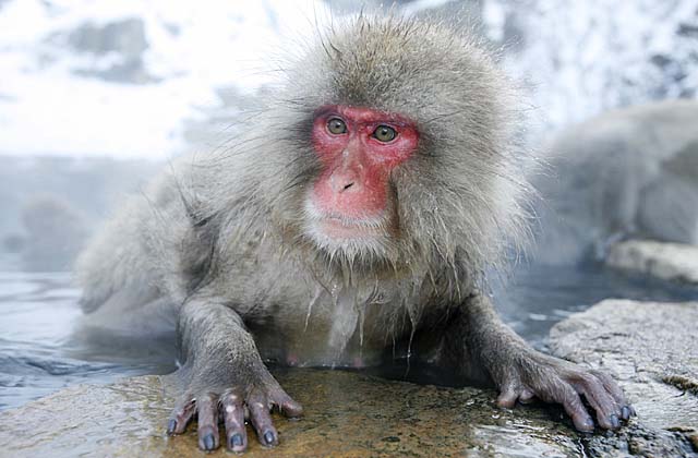 Japanese Snow Monkey (Macaca fuscata)