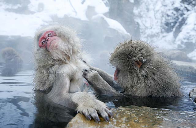 Japanese Snow Monkey (Macaca fuscata)