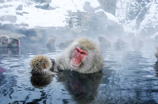 Japanese Snow Monkey (Macaca fuscata)