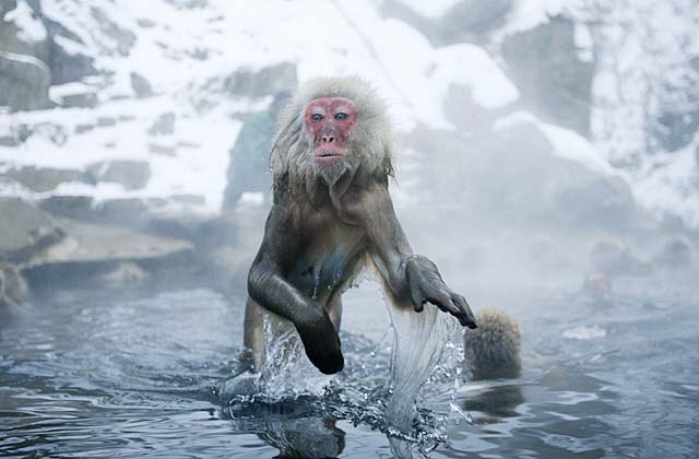 Japanese Snow Monkey (Macaca fuscata)