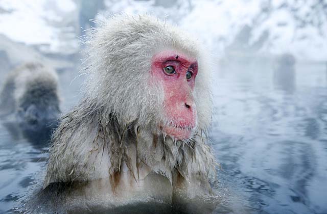 Japanese Snow Monkey (Macaca fuscata)