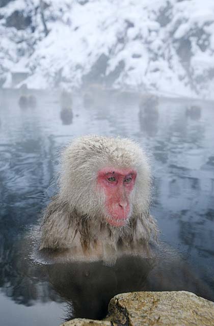 Japanese Snow Monkey (Macaca fuscata)