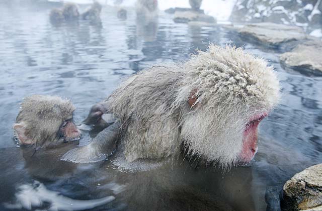 Japanese Snow Monkey (Macaca fuscata)