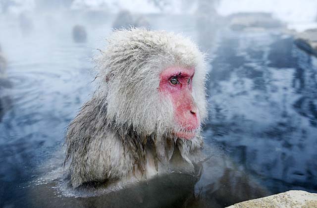 Japanese Snow Monkey (Macaca fuscata)