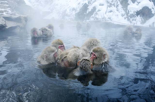 Japanese Snow Monkey (Macaca fuscata)