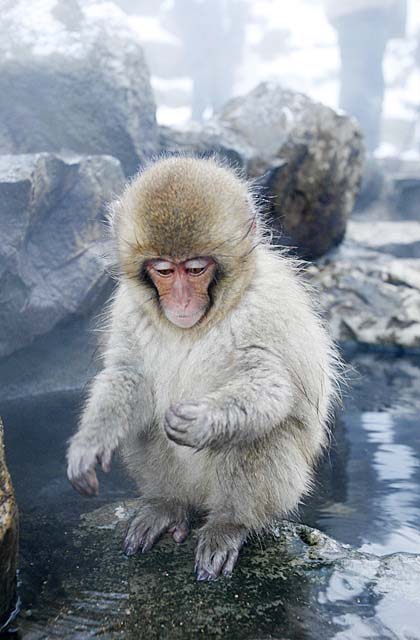 Japanese Snow Monkey (Macaca fuscata)