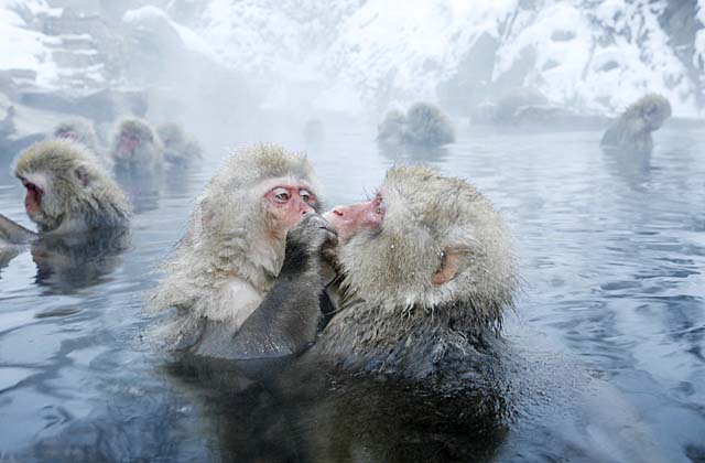 Japanese Snow Monkey (Macaca fuscata)