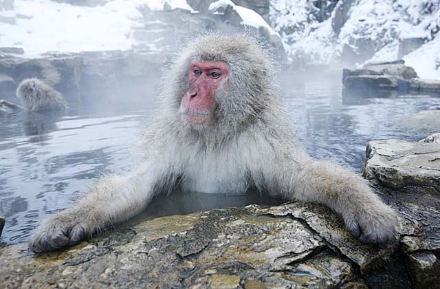 Japanese Snow Monkey (Macaca fuscata)