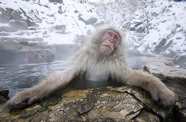 Japanese Snow Monkey (Macaca fuscata)