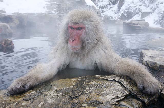 Japanese Snow Monkey (Macaca fuscata)