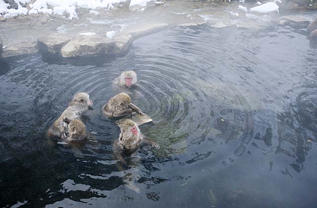 Japanese Snow Monkey (Macaca fuscata)